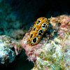 Nudibranche Phyllidie 3 Ma